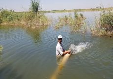رهاسازی چهار هزار قطعه بچه ماهی بومی در رودخانه شطیط شوشتر