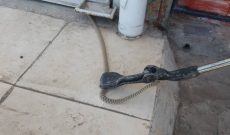 زنده گیری یک حلقه مار در شوشتر