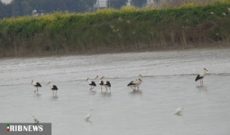 دستگیری صیاد زنده گیر بلبل خرما در شوشتر