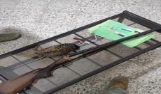 دستگیری شکارچیان درّاج در شوشتر