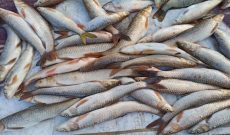 صیادان غیرمجاز ماهی در شوشتر دستگیر شدند