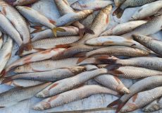 صیادان غیرمجاز ماهی در شوشتر دستگیر شدند