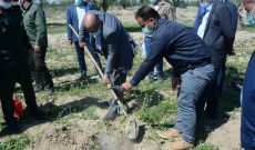 تولید چوب صنعتی در کشت و صنعت امام خمینی(ره)