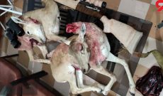 محکومیت ۲ شکارچی غیرمجاز میش وحشی در شوشتر