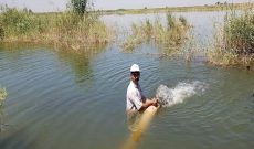 ۳۵۰ هزار بچه ماهی در تالاب‌ عرب حسن شوشتر رهاسازی شدند