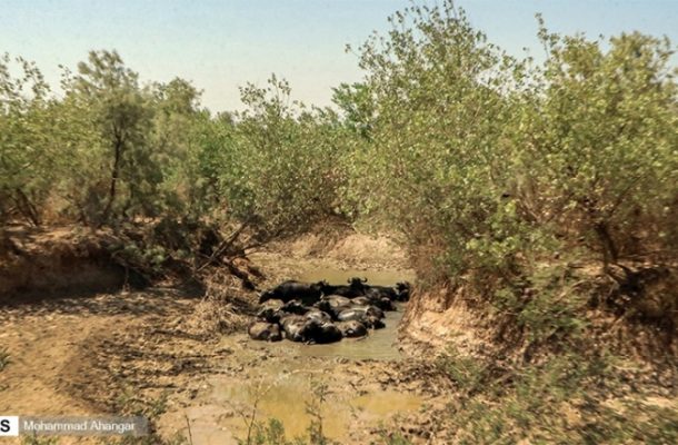 اختصاص۵۵۰ میلیارد ریال برای حل مشکل تنش آبی در خوزستان
