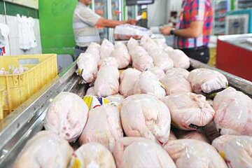 امرالهی: مرغ را گران‌تر از این قیمت نخرید