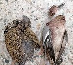 دستگیری شکارچیان پرندگان وحشی در شوشتر