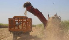 بازیافت پوشال‌های حاصل از برداشت سبز در کشت و صنعت کارون