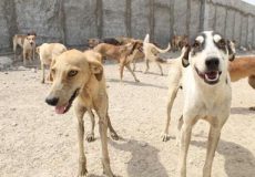 روند ساخت پناهگاه حیوانات بلاصاحب شوشتر تسریع می‌شود