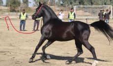 جشنواره اسب زیبایی شوشتر از هفت شبکه اروپایی پخش زنده می‌شود