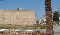 اظهارات پیمانکار خرید و کشت نخل‌های سطح شهر شوشتر و اطلاعات تکمیلی خرید نخل‌ها