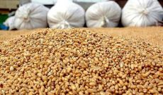 یک هزارتن جو رایگان برای دام سیل زدگان شعیبیه شوشتر توزیع شد