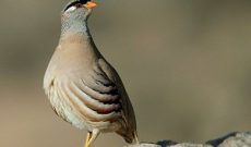 ۵ قطعه تیهو در شوشتر رهاسازی شدند