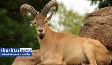 دو گروه جانوری حیات‌وحش وارد سایت کشت و صنعت کارون می‌شود