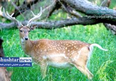 تکذیب شایعه انتقال گوزن زرد به زمین‌های نیشکر شوشتر