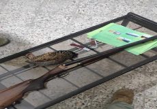 دستگیری شکارچیان درّاج در شوشتر