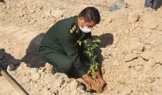 کاشت ۵۰۰ اصله نهال میوه در شوشتر