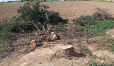 برخورد با متخلفان قطع اشجار در شوشتر