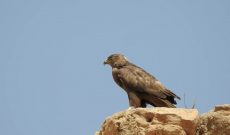 رهاسازي یک بهله سارگپه پابلند در شوشتر