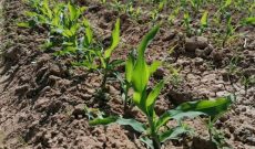 یک هزار و ۶۰۰ هکتار ذرت علوفه‌ای در شوشتر کشت شد