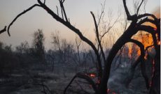 حریق در بیشه‌زارهای شوشتر مهر شد