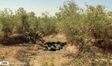 اختصاص۵۵۰ میلیارد ریال برای حل مشکل تنش آبی در خوزستان