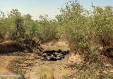 اختصاص۵۵۰ میلیارد ریال برای حل مشکل تنش آبی در خوزستان