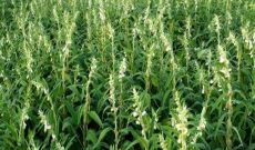 کشت کنجد با آبیاری های نوین در شوشتر