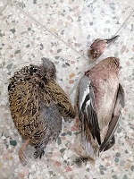 دستگیری شکارچیان پرندگان وحشی در شوشتر