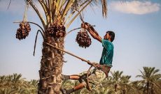 برداشت خرما در شوشتر آغاز شد