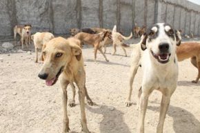 روند ساخت پناهگاه حیوانات بلاصاحب شوشتر تسریع می‌شود