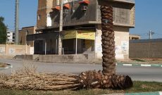 معرفی متخلفان قرارداد خرید نخل به مراجع قانونی