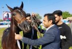 اهدای جوایز مسابقات اسب اصیل ایرانی توسط سرپرست شهرداری شوشتر