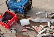متخلف صید ماهی با شوک الکتریکی در شوشتر دستگیر شد